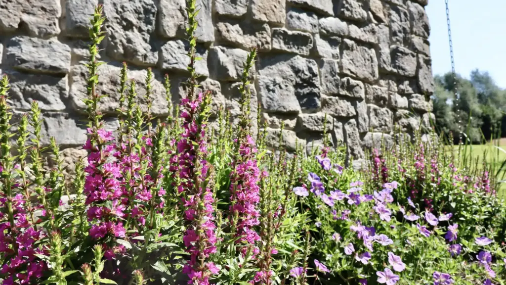 Handwerklich hochwertig gesetzte Natursteinmauer mit vorgelagertem Staudenbeet und violett blühenden Pflanzen.