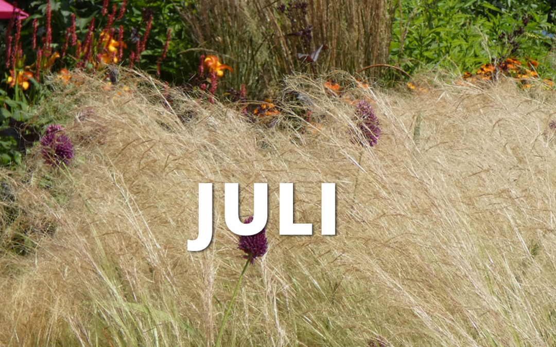 Gartentipps im Juli