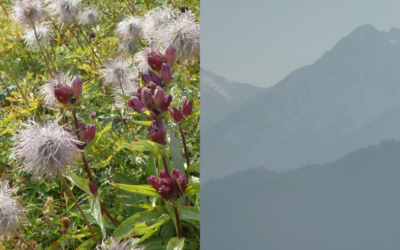 Alpengarten – pflegeleicht und ökologisch wertvoll