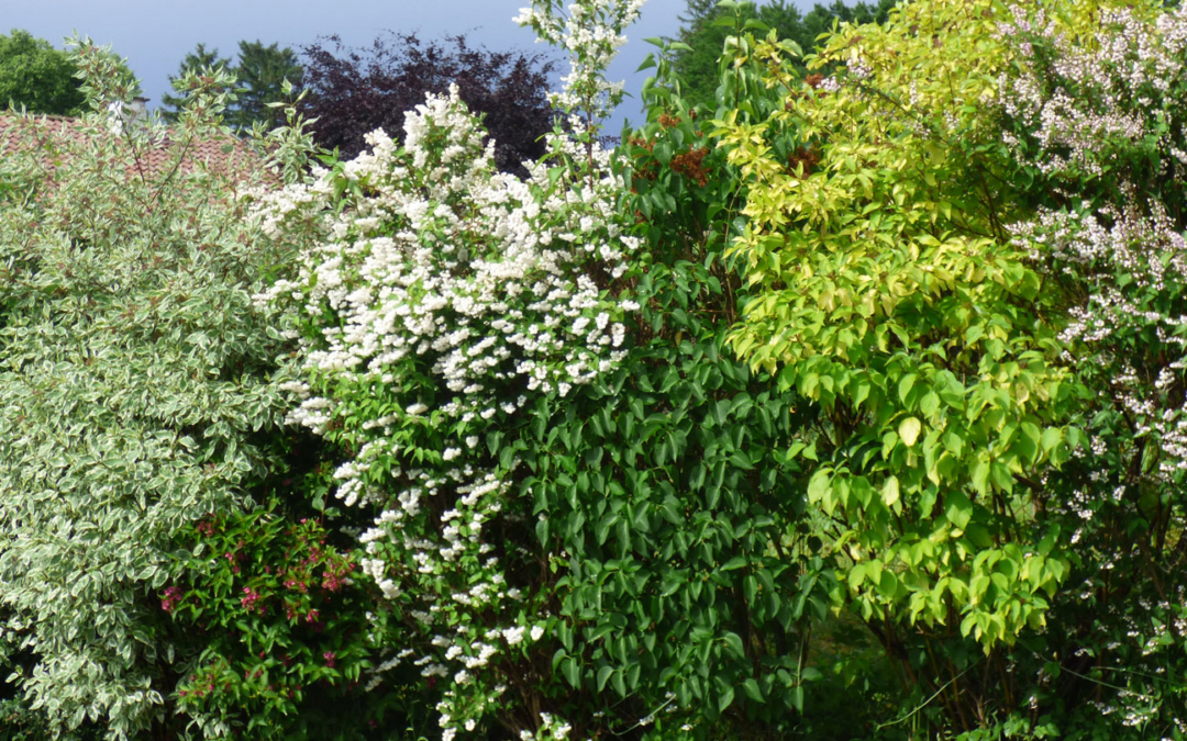 Blühende Hecken – lebendige Vielfalt für den Garten