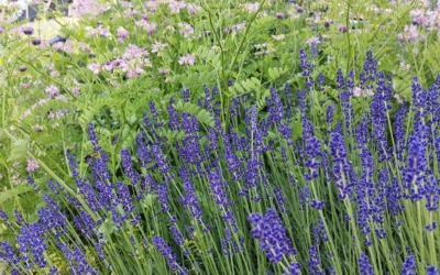 Gartentipps im Juni – den Garten genießen und achtsam pflegen